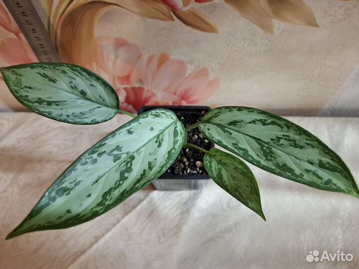 Аглаэнома, Мария