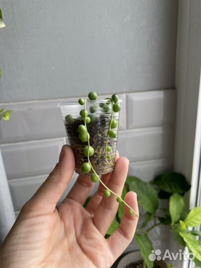 Крестовник роули