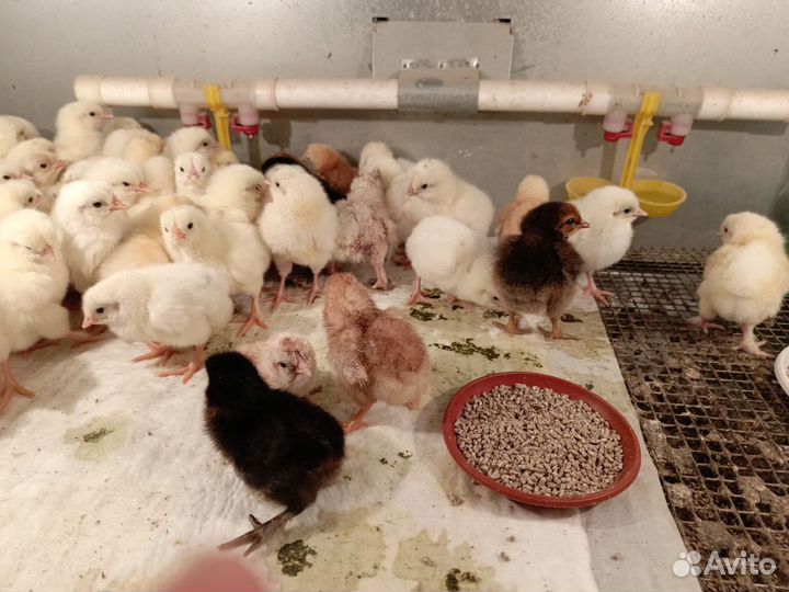 Цыплята суточные