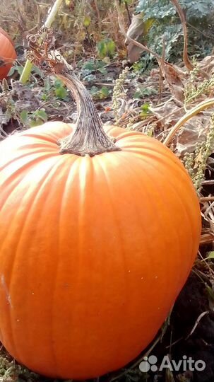 Тыква Хеллоуин