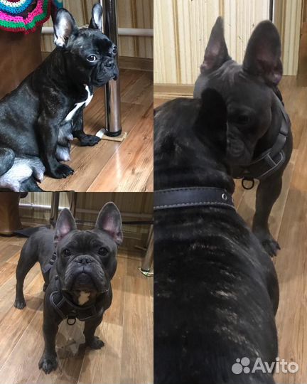 Французский бульдог щенки