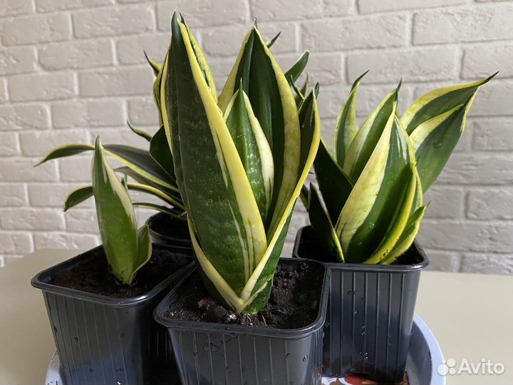 Сансевиерия низкий сорт