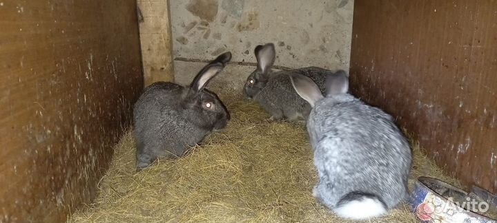 Продам кроликов