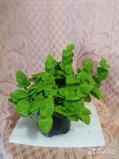 Традесканции, пилеи