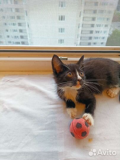 Котёнок, 2 месяца