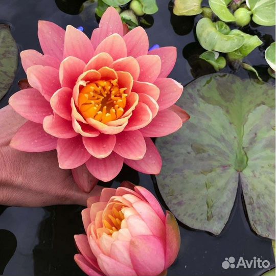 Нимфея кувшинка ''Perry's Orange Sunset''