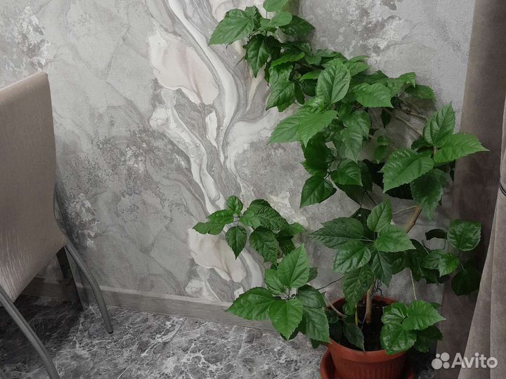 Гибискус китайская роза