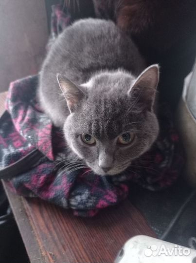 Кошки