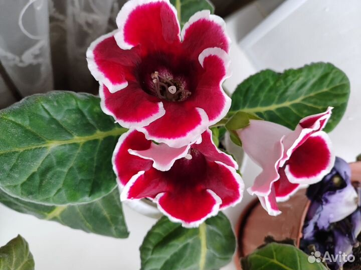 Глоксиния цветущая