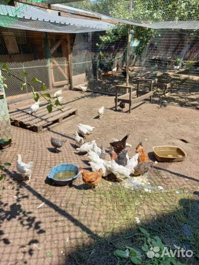 Куры разных пород