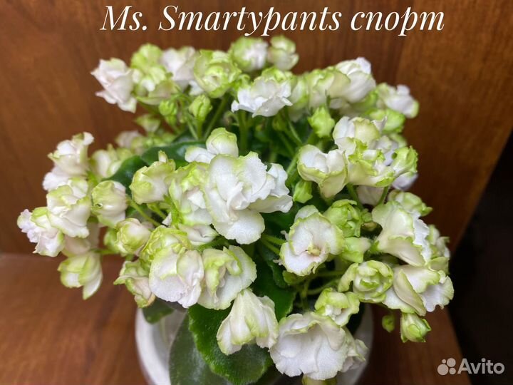 Фиалки мини