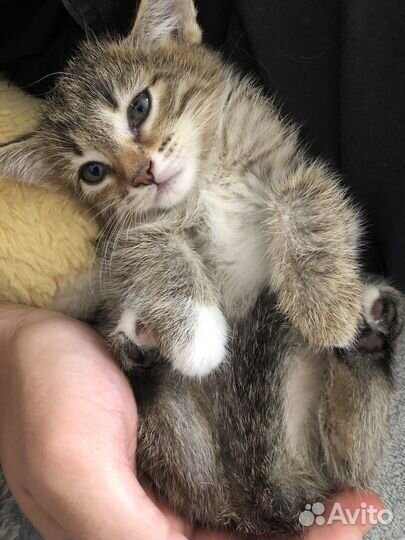 Котята и мама-кошка