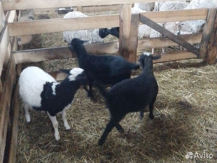 Овцы дорперы, катумы