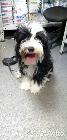 Щенок породы Китайская хохлатая пуховая