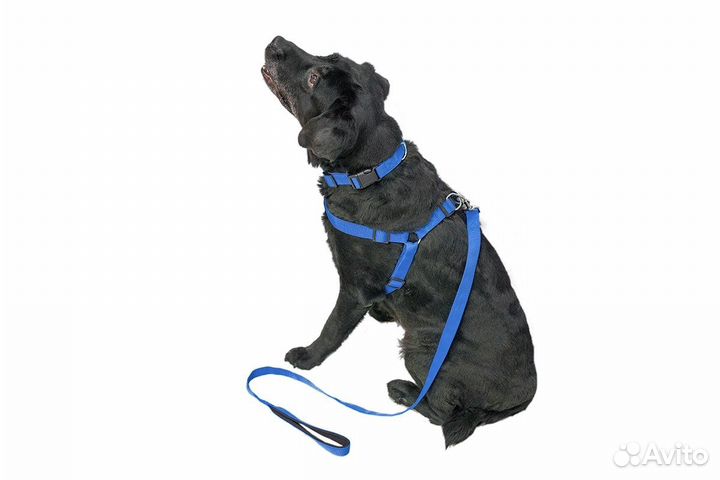 Yami Yami амуниция поводок 