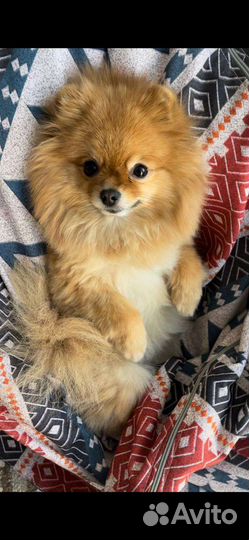 Шпиц вязка девочка