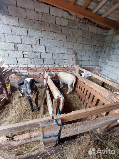 Овцы бараны ягнята