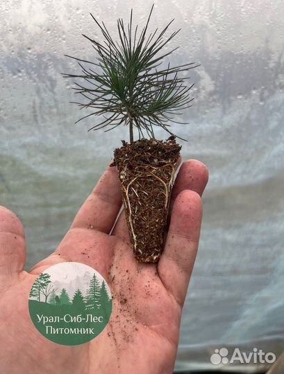 Сеянцы зкс Сосна окс Ель Лиственница Горная