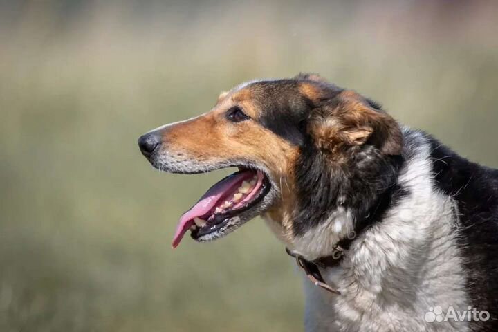 Дина, компанейская собака