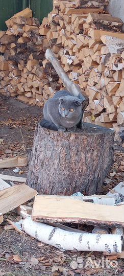 Шотландский кот вязка