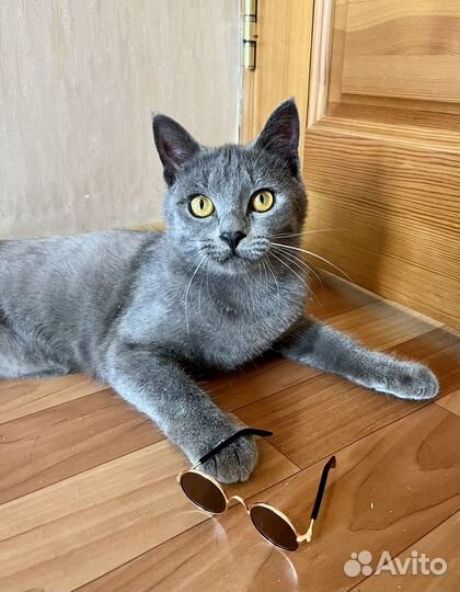 Ласковый котик)