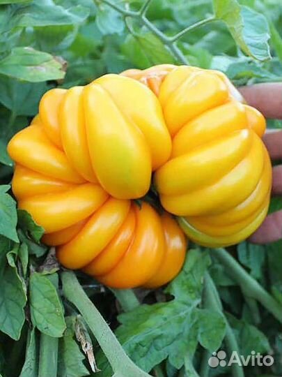 Семена коллекционных томатов