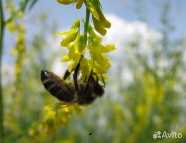 Мед 2024 года Алтайский опт