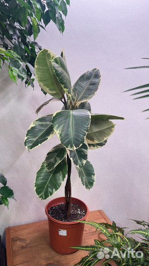 Фикус эластика тинеке