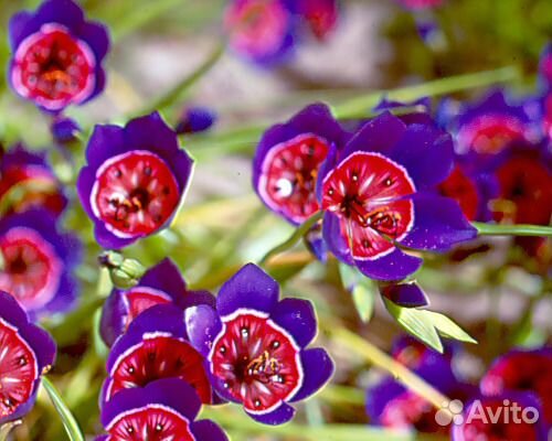 Geissorhiza radians семена