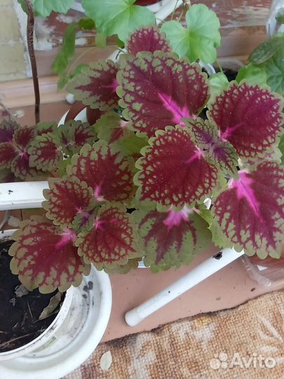 Из коллекции -Комнатные цветы- разные