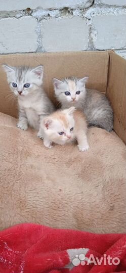 Котята от британки