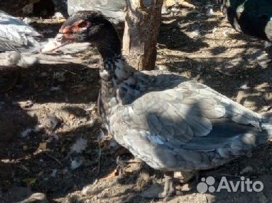 Мускусные утки тяжелых линии