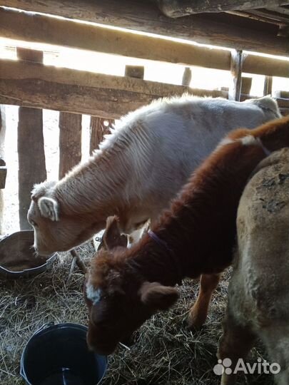 Коровы, телята