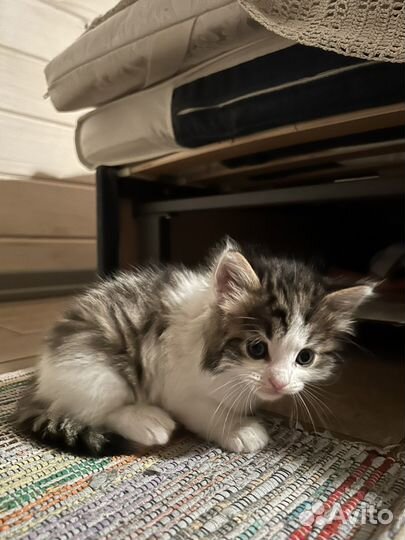 Котята девочки в добрые руки