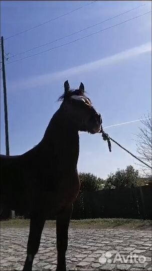 Продам жеребца