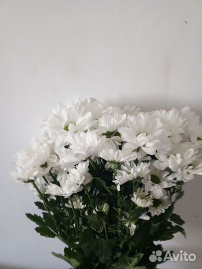 Букет хризантем