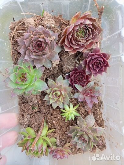 Набор молодил