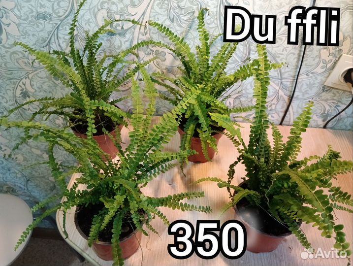 Папоротник нефролепис