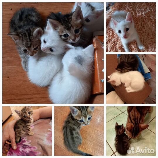 Кошки в добрые руки бесплатно