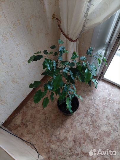 Фикус бенджамина