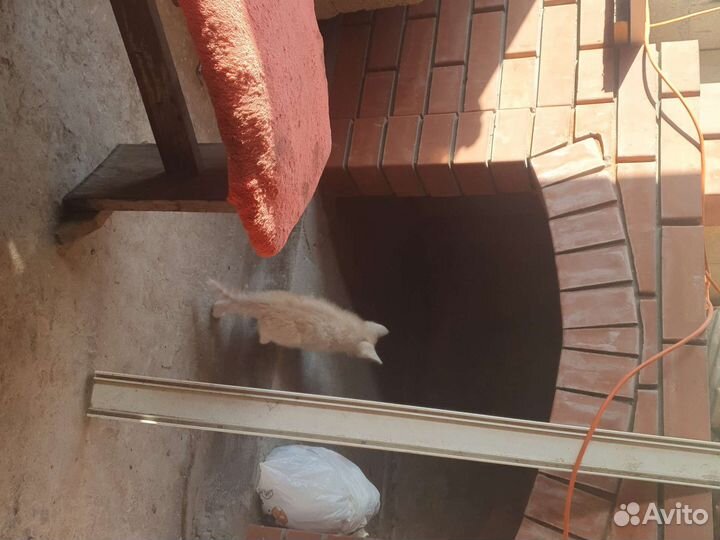 Котята самостоятельные)