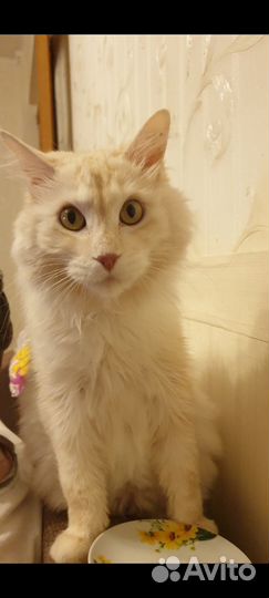 Курильский бобтейл в добрые руки