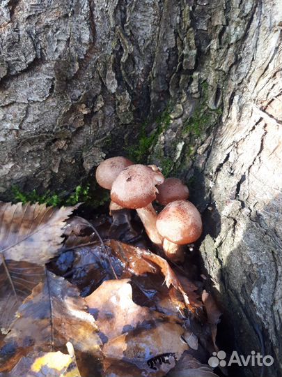 Грибы опята свежие