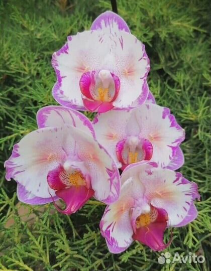 Орхидея Phal. Champion Lightning