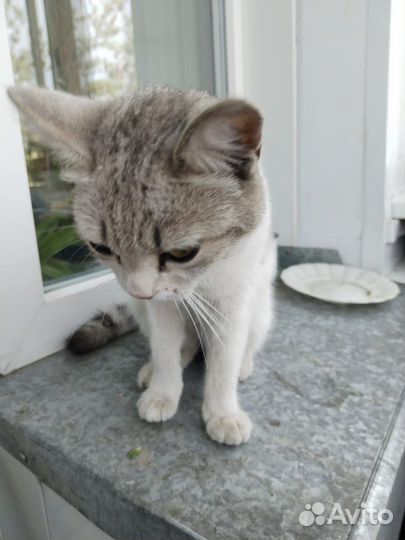 Кошка в добрые руки