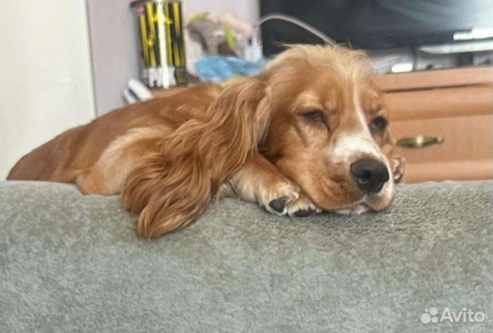 Кокер спаниель английский