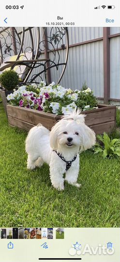 Вязка Мальтезе