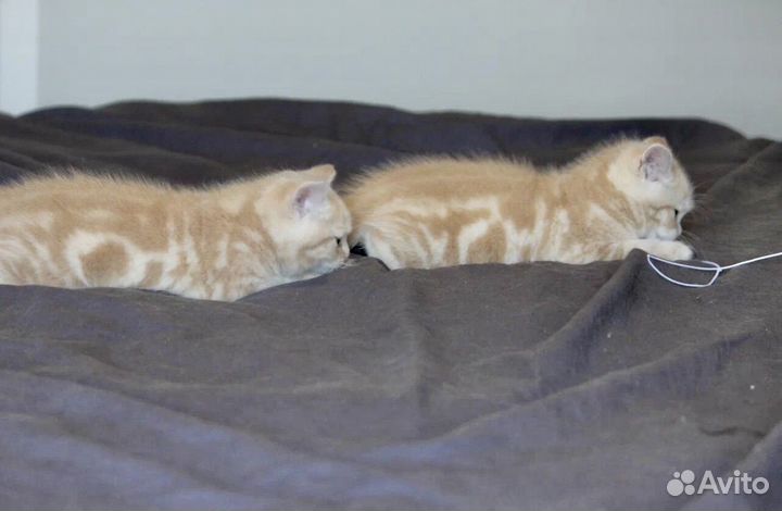 Британские котята редкого окраса