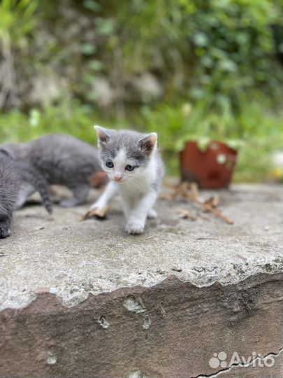 Котята от кошки крысоловки