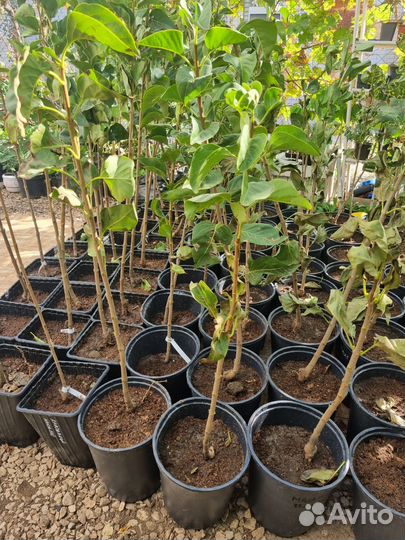 Саженцы сирени Красавица Москвы